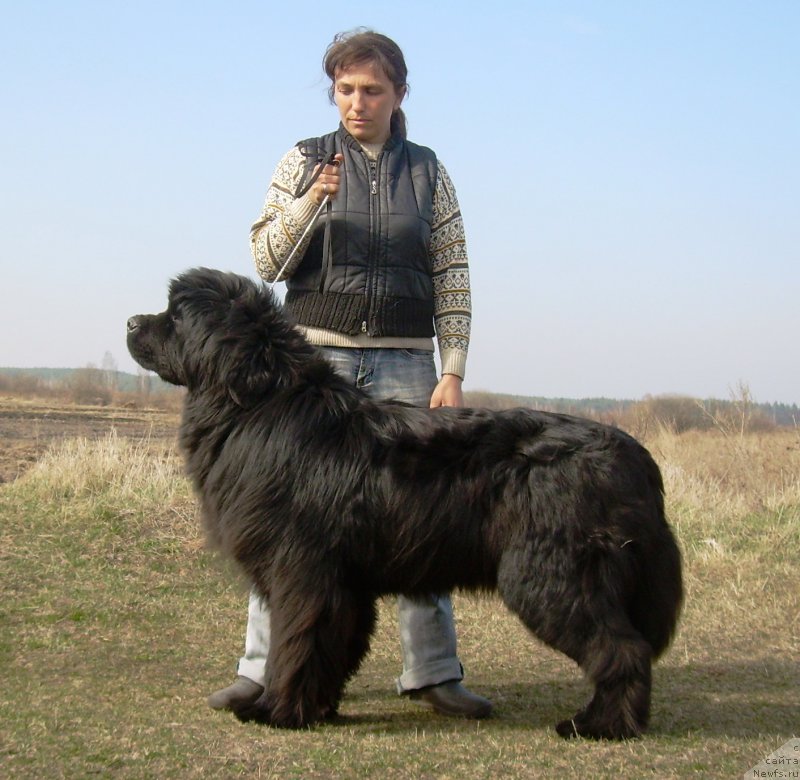 Фото: ньюфаундленд Супер Премиум Овертакинг ис Форбидден