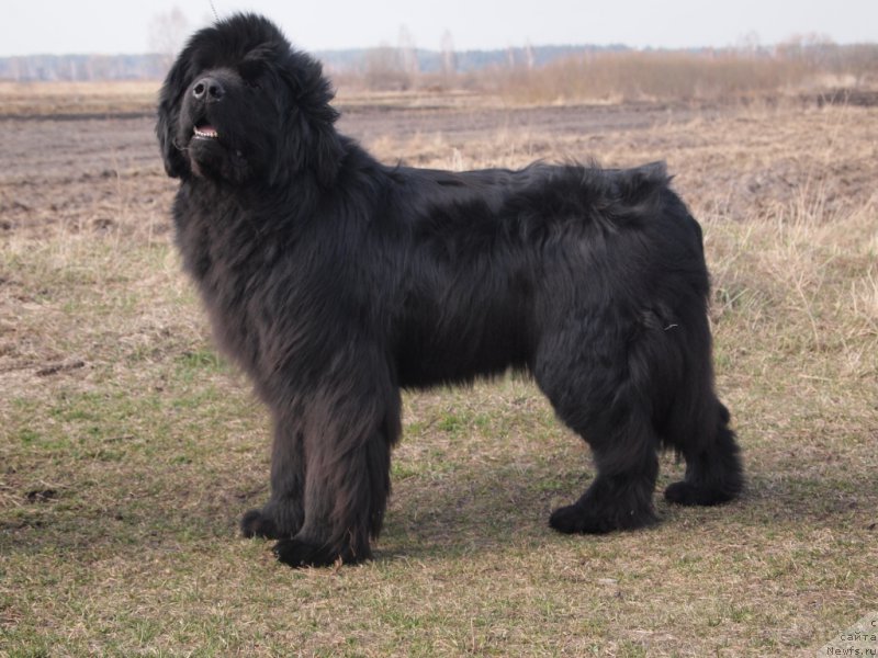 Фото: ньюфаундленд Супер Премиум Овертакинг ис Форбидден