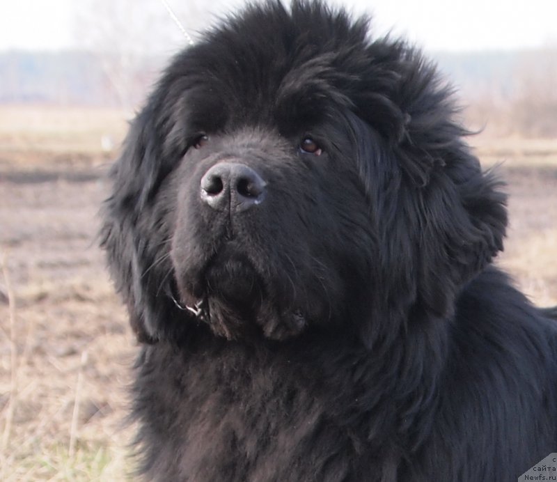 Фото: ньюфаундленд Супер Премиум Овертакинг ис Форбидден