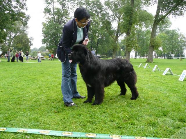 Фото: ньюфаундленд Duty Free of Apachee's Home, Жанета Рябко
