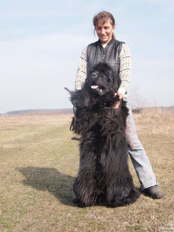 Фото: ньюфаундленд Супер Премиум Овертакинг ис Форбидден