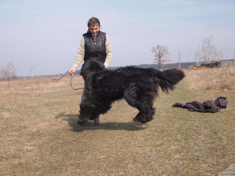 Фото: ньюфаундленд Супер Премиум Овертакинг ис Форбидден