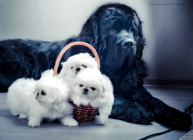 Фото: ньюфаундленд Смигар Ливерпульский Четвертак (Smigar Liverpulsiy Chetvertak)