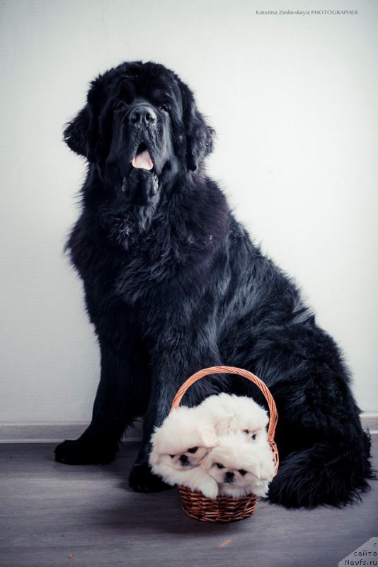 Фотография № 178061