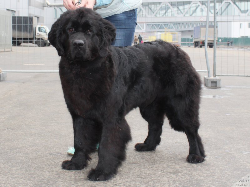 Фото: ньюфаундленд Питерньюф Азарт (Piternyuf Azart)