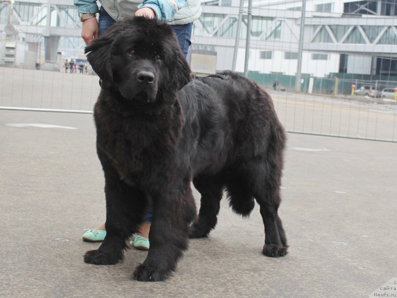 Фото: ньюфаундленд Питерньюф Азарт (Piternyuf Azart)