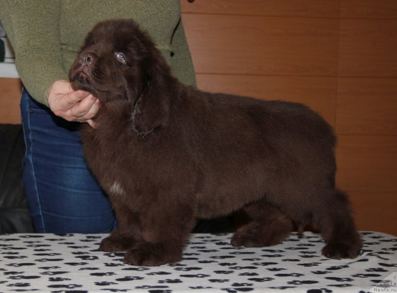 Фото: ньюфаундленд Ньюфорт Васаби