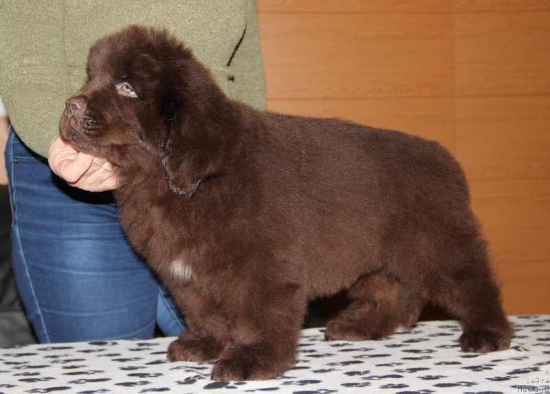 Фотография № 178067