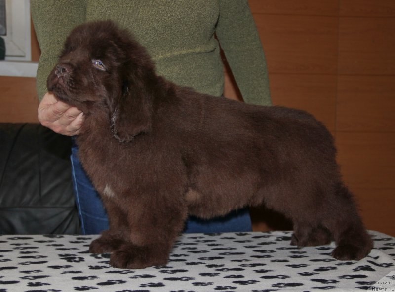 Фото: ньюфаундленд Ньюфорт Васаби