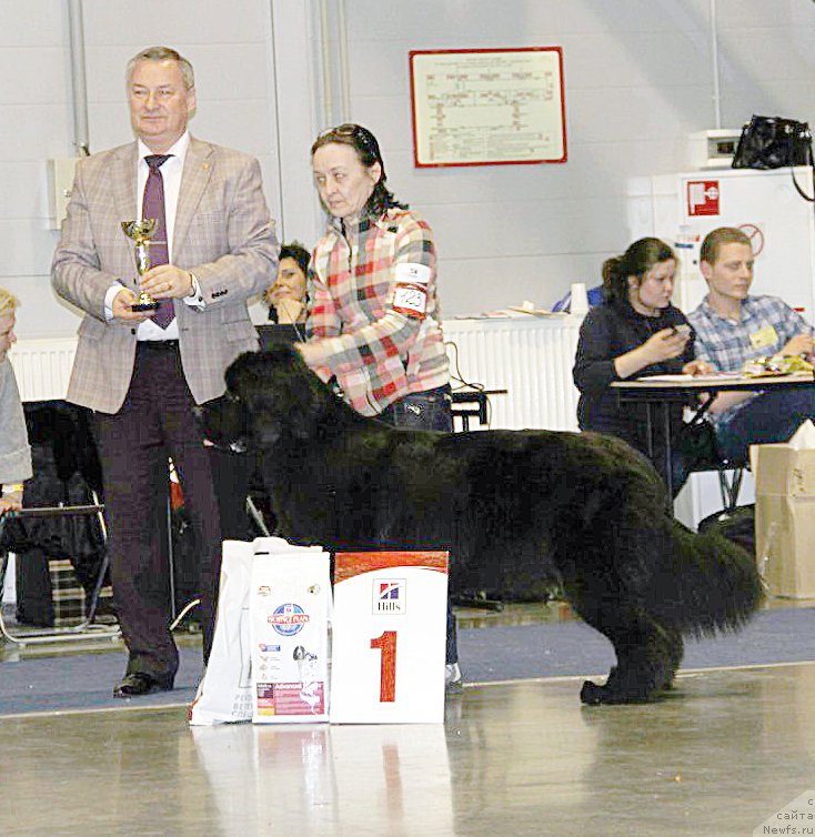 Фото: ньюфаундленд Бегущая по Волнам Ринг оф Фире (Beguschaya po Volnam Ring of Fire)