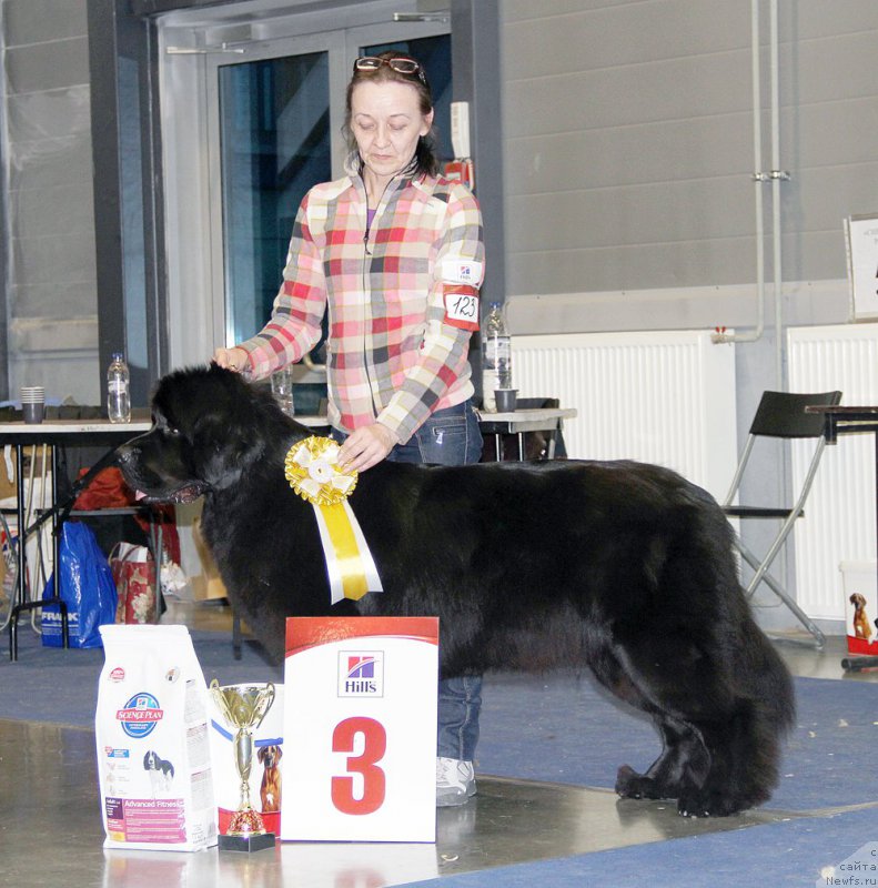 Фото: ньюфаундленд Бегущая по Волнам Ринг оф Фире (Beguschaya po Volnam Ring of Fire)