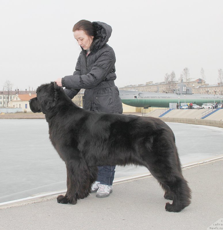 Фото: ньюфаундленд Бегущая по Волнам Ринг оф Фире (Beguschaya po Volnam Ring of Fire)