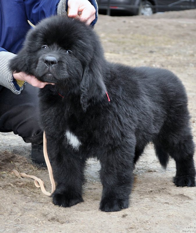 Фотография № 178079