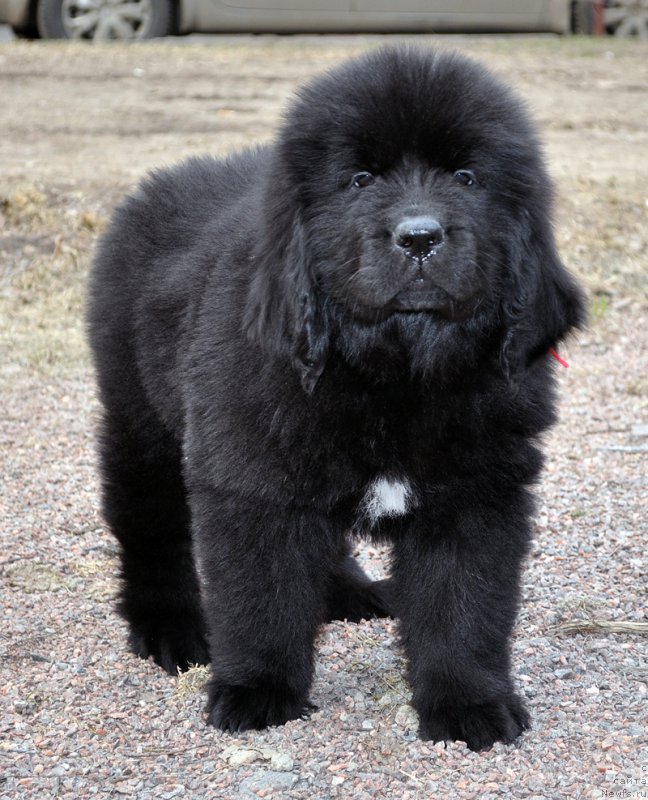 Фотография № 178081