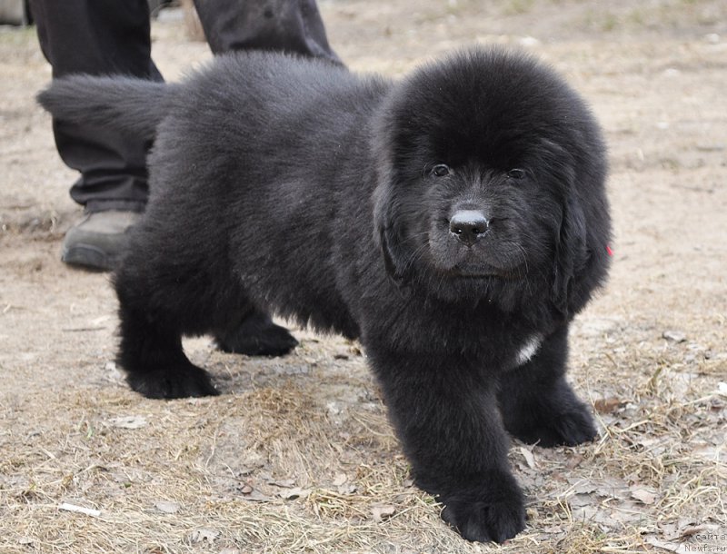 Фотография № 178082