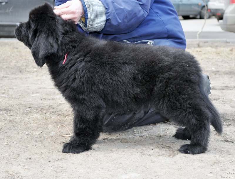 Фотография № 178083