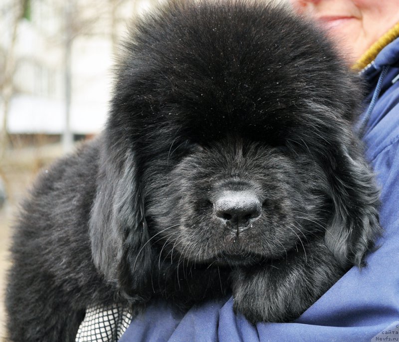 Фотография № 178084