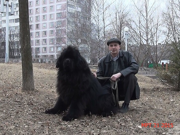 Фото: ньюфаундленд Анджело Орсо Сириус (Angelo Orso Sirius)