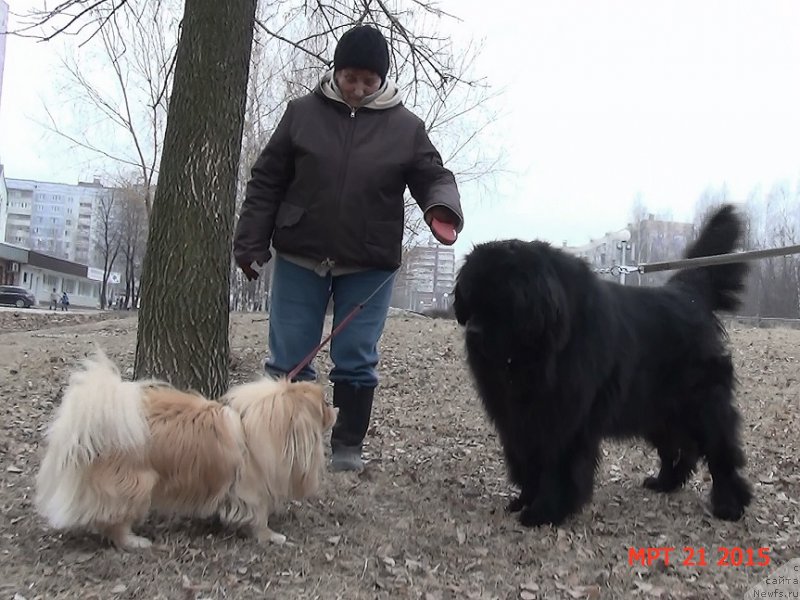 Фото: ньюфаундленд Анджело Орсо Сириус (Angelo Orso Sirius)