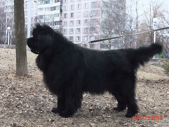 Фото: ньюфаундленд Анджело Орсо Сириус (Angelo Orso Sirius)