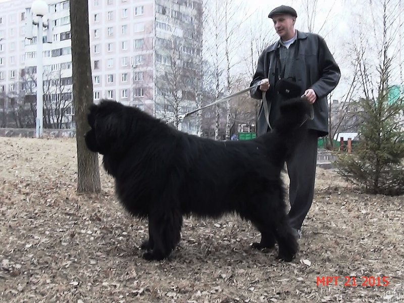 Фото: ньюфаундленд Анджело Орсо Сириус (Angelo Orso Sirius)