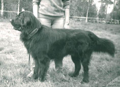 Фото: ньюфаундленд Фейман Шарп