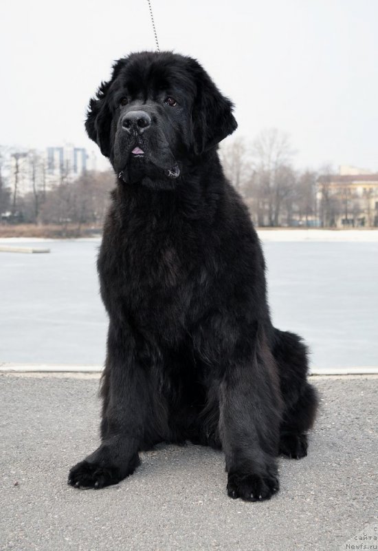 Фото: ньюфаундленд Jonathan Poursmigar iz Volotova