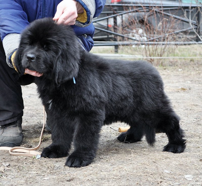 Фотография № 178107