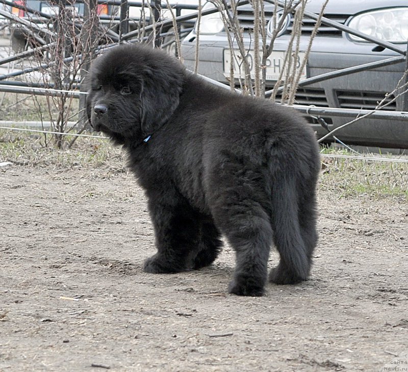 Фотография № 178111