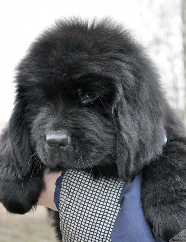 Фотография № 178113