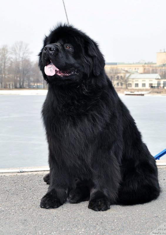 Фото: ньюфаундленд Калина Красная из Антаграда