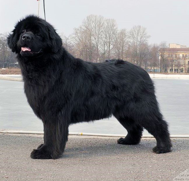 Фото: ньюфаундленд Калина Красная из Антаграда