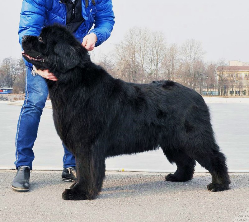 Фото: ньюфаундленд Калина Красная из Антаграда