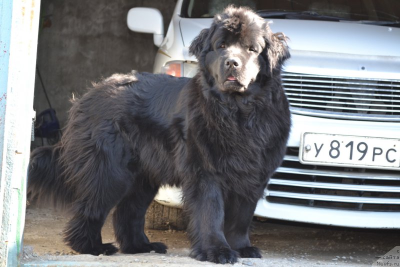 Фото: ньюфаундленд Талисман Моря Магия Волн
