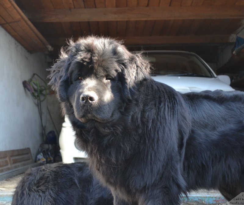 Фото: ньюфаундленд Талисман Моря Магия Волн