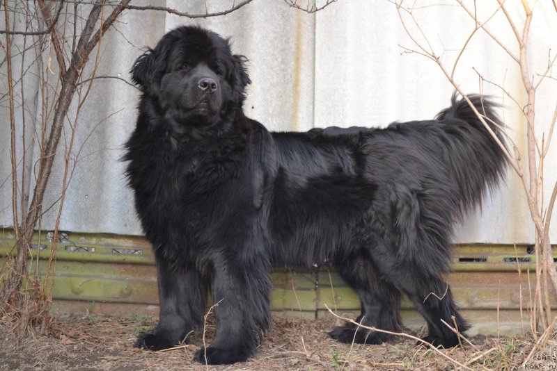 Фото: ньюфаундленд Талисман Моря Магия Волн