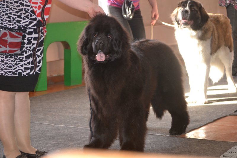 Фото: ньюфаундленд Многоликая Богиня Манифик (Mnogolikaya Boginya Manifik)