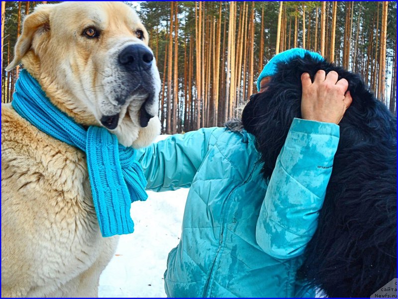 Фото: ньюфаундленд Ньюфорт Тайм'с Голд Алекса, Лена Зырина, ФРАНКО