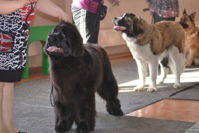 Фото: ньюфаундленд Многоликая Богиня Манифик (Mnogolikaya Boginya Manifik)