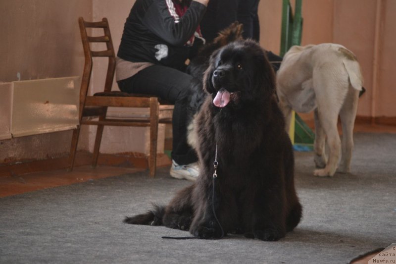 Фото: ньюфаундленд Многоликая Богиня Манифик (Mnogolikaya Boginya Manifik)