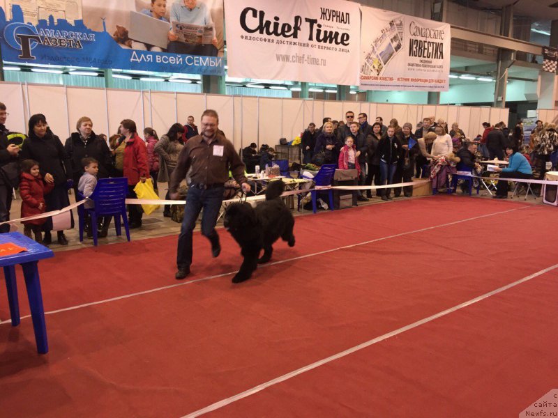 Фото: ньюфаундленд Бегущая по Волнам Чойс оф Фибоначчи (Begushaya po Volnam Choice of Fibonacci), Антон Печорин
