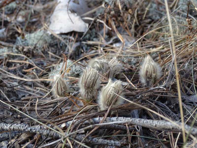 Фотография № 178162