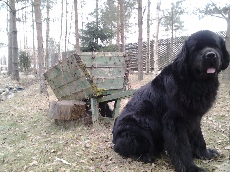 Фото: ньюфаундленд Питерньюф Монт Бланк (Piternyuf Mont Blanc)