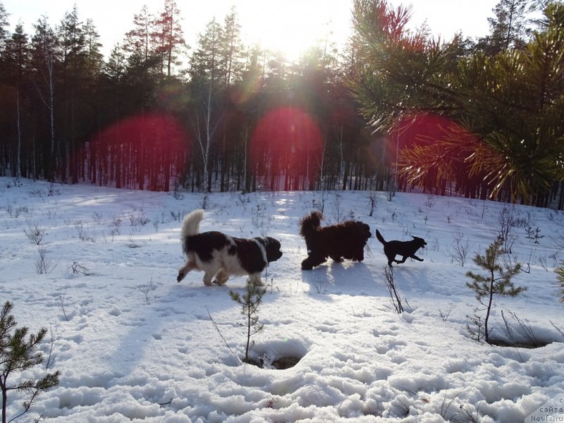 Фотография № 178181