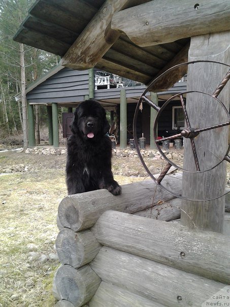 Фото: ньюфаундленд Питерньюф Монт Бланк (Piternyuf Mont Blanc)
