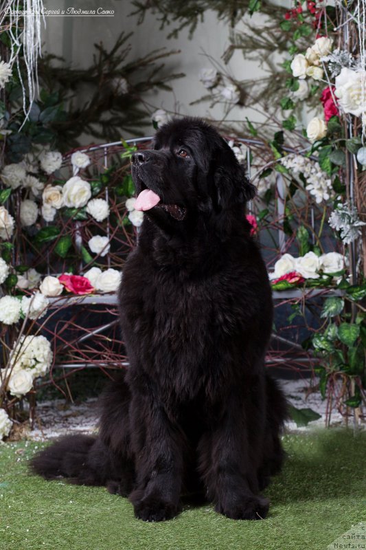 Фото: ньюфаундленд Бегущая по Волнам Ринг оф Фире (Beguschaya po Volnam Ring of Fire)