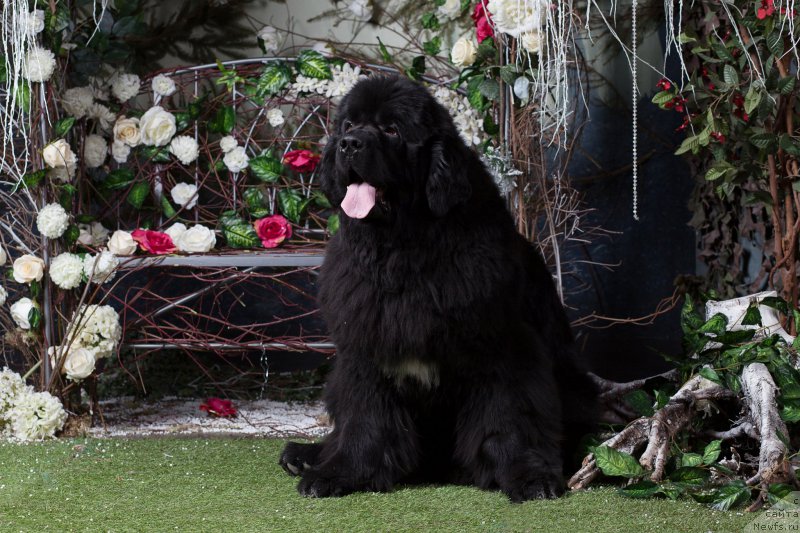 Фотография № 178185