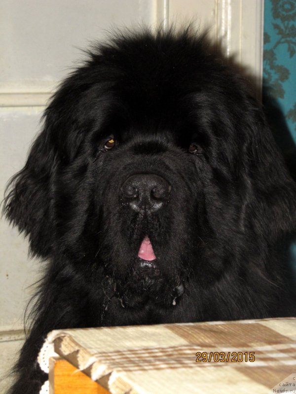 Фото: ньюфаундленд Акватория Келвин Флэш Ройал (Aquatoriya Kelvin Flash Royal)