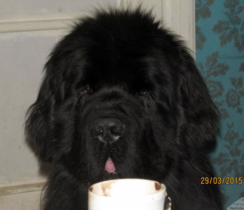 Фото: ньюфаундленд Акватория Келвин Флэш Ройал (Aquatoriya Kelvin Flash Royal)