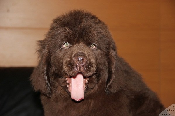 Фото: сын, ньюфаундленд Обуш Шед Янтарный Поцелуй